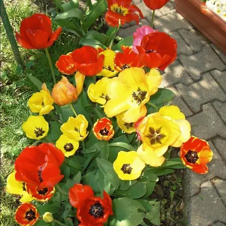 Au Saint Roch - Et Jardin 2*